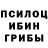 Псилоцибиновые грибы Psilocybe rojdestvo rojdestvo